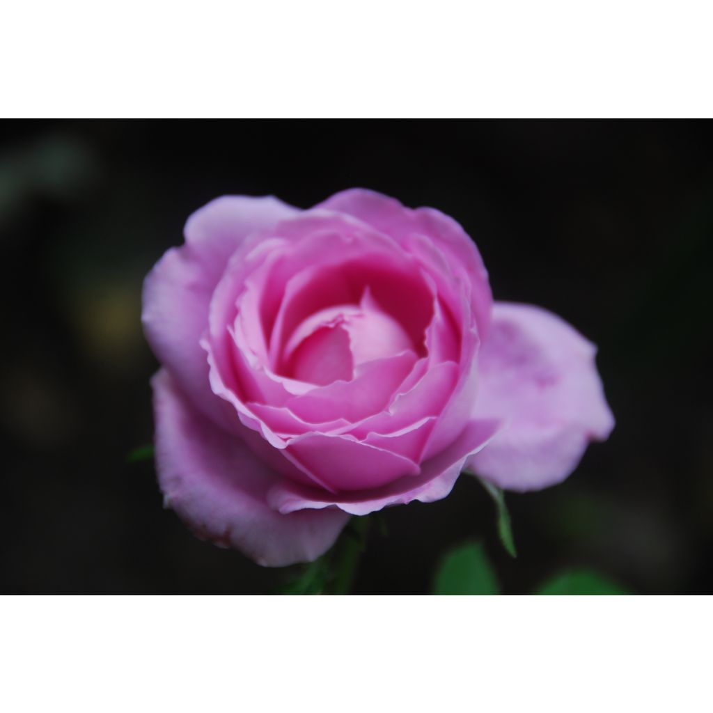 Rosa antica Mrs John Laing