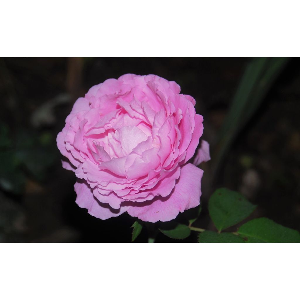 Rosa antica Mrs John Laing