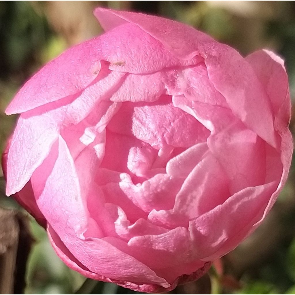Rosa chinensis Old Blush - Rosa cinese