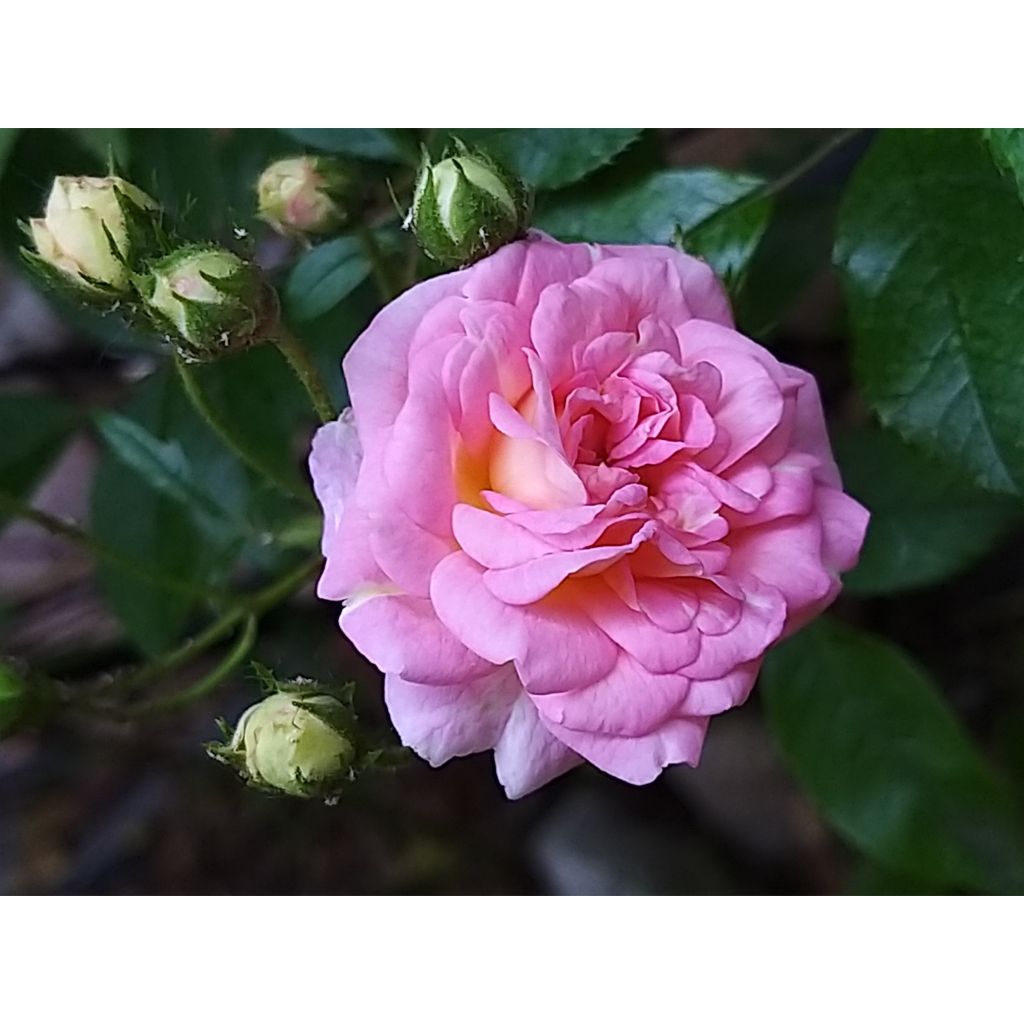Rosa multiflora Pink Ghislaine de Féligonde