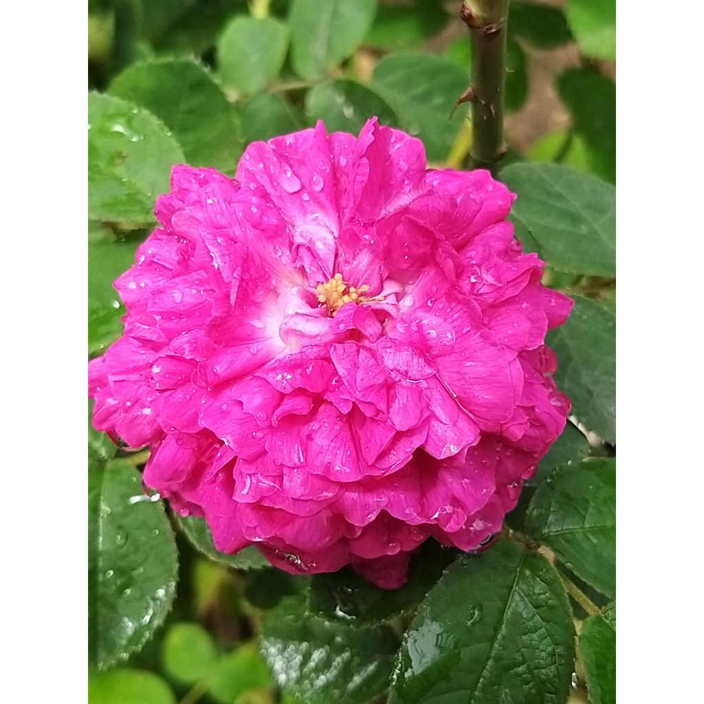 Rosa antica Rose de Rescht