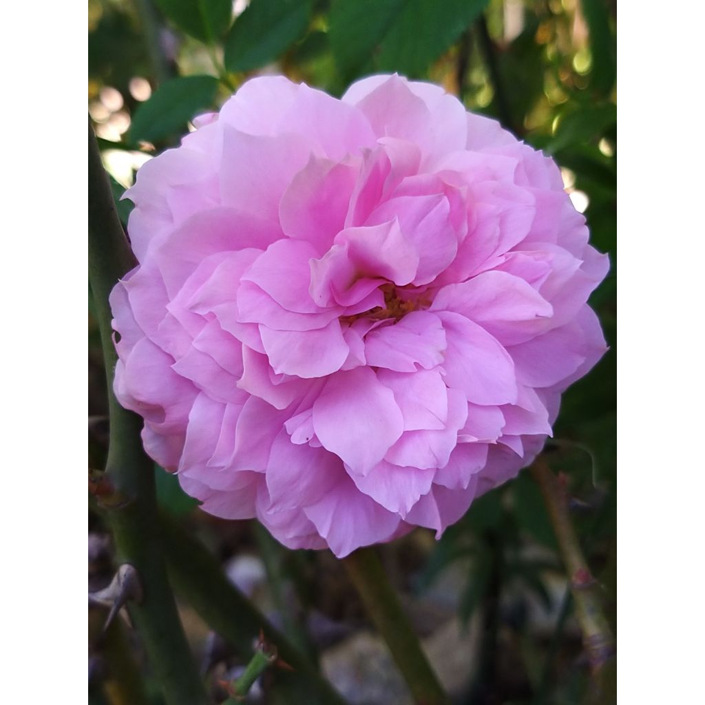 Rosa Fragrant Old purple - Rose ibrida di tea