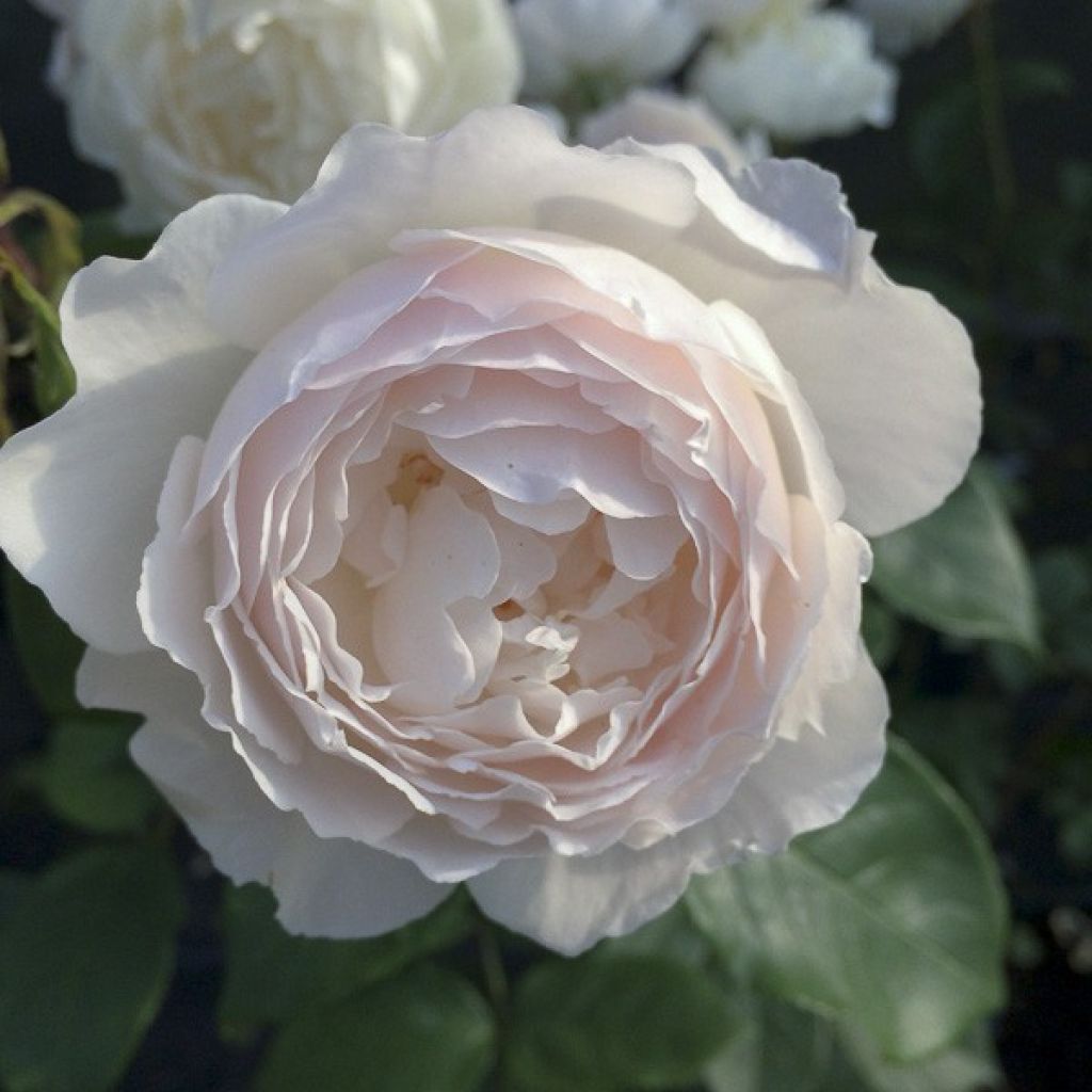 Rosa ad alberello David Austin Desdemona