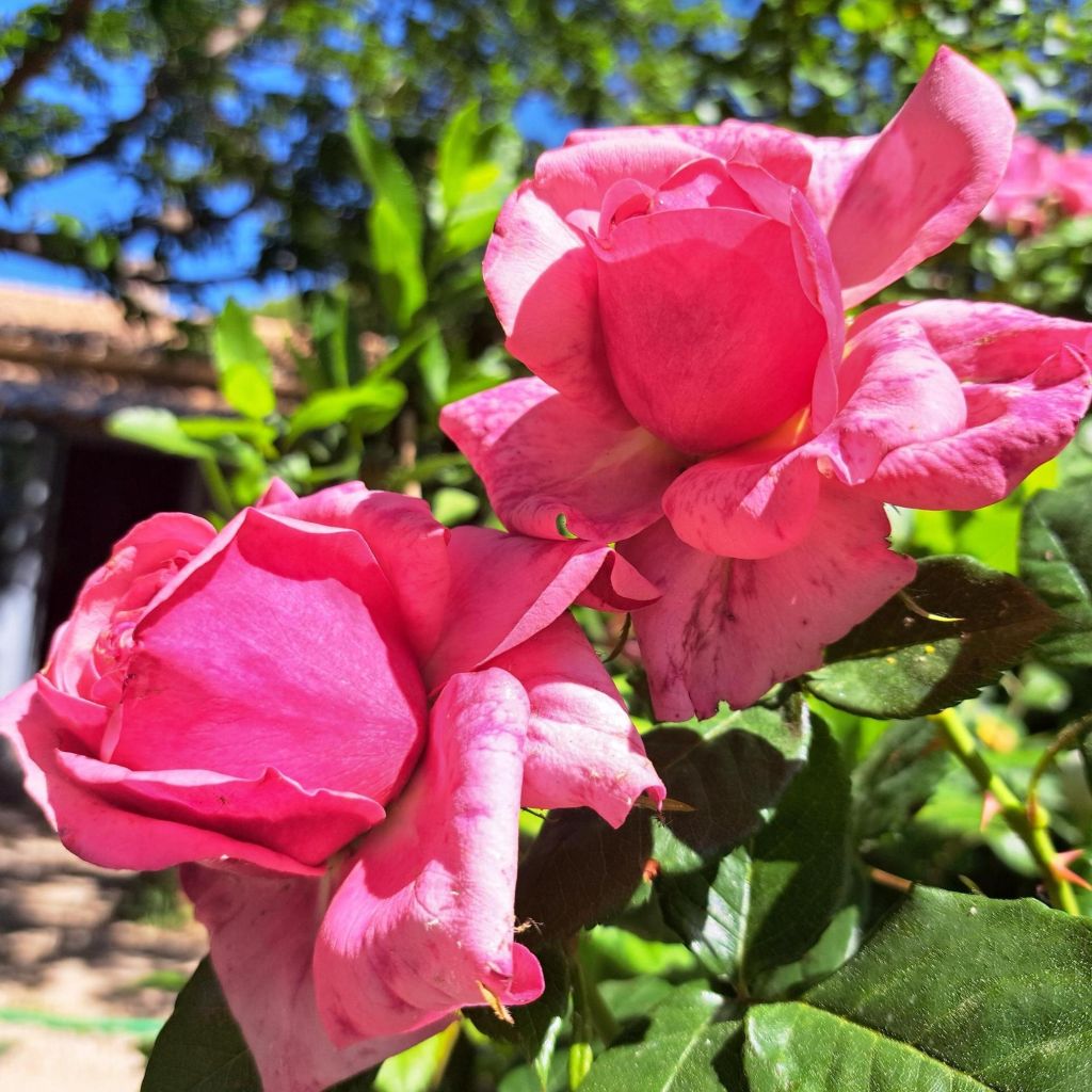Rosa English Legend Sir Lancelot