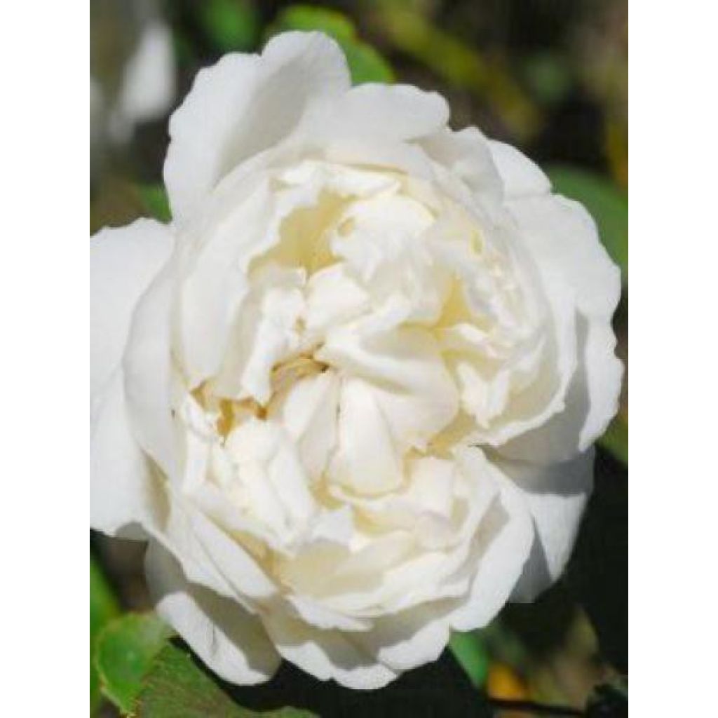 Rosa Winchester Cathedral