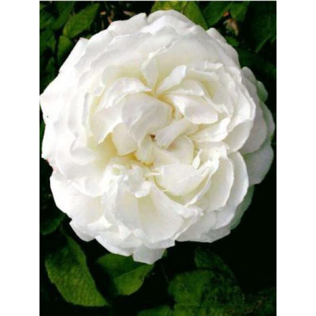 Rosa Winchester Cathedral