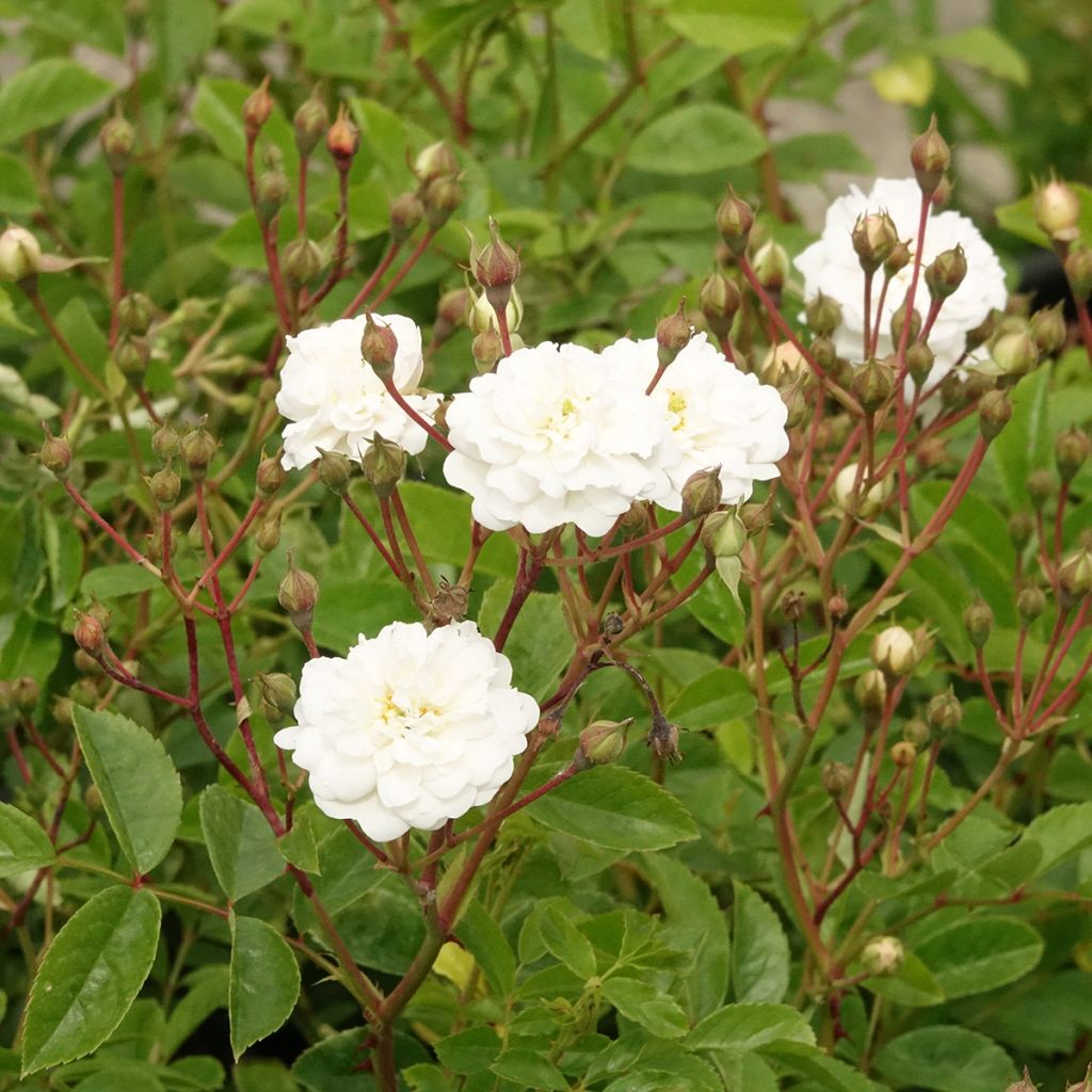 Rosa moscata Annelies LENplero