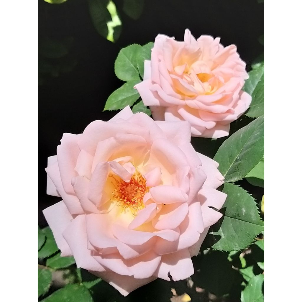 Rosa polyantha Astrid Lindgren