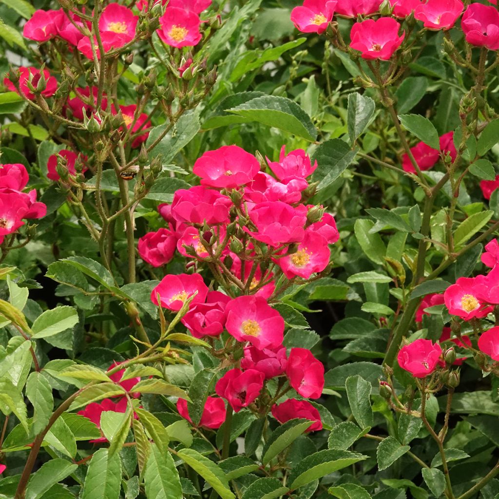 Rosa moscata Vif Eclat