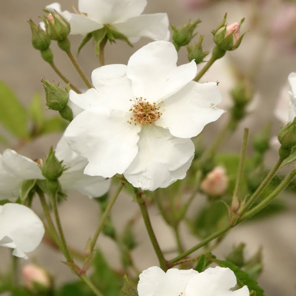 Rosa moscata White Magic