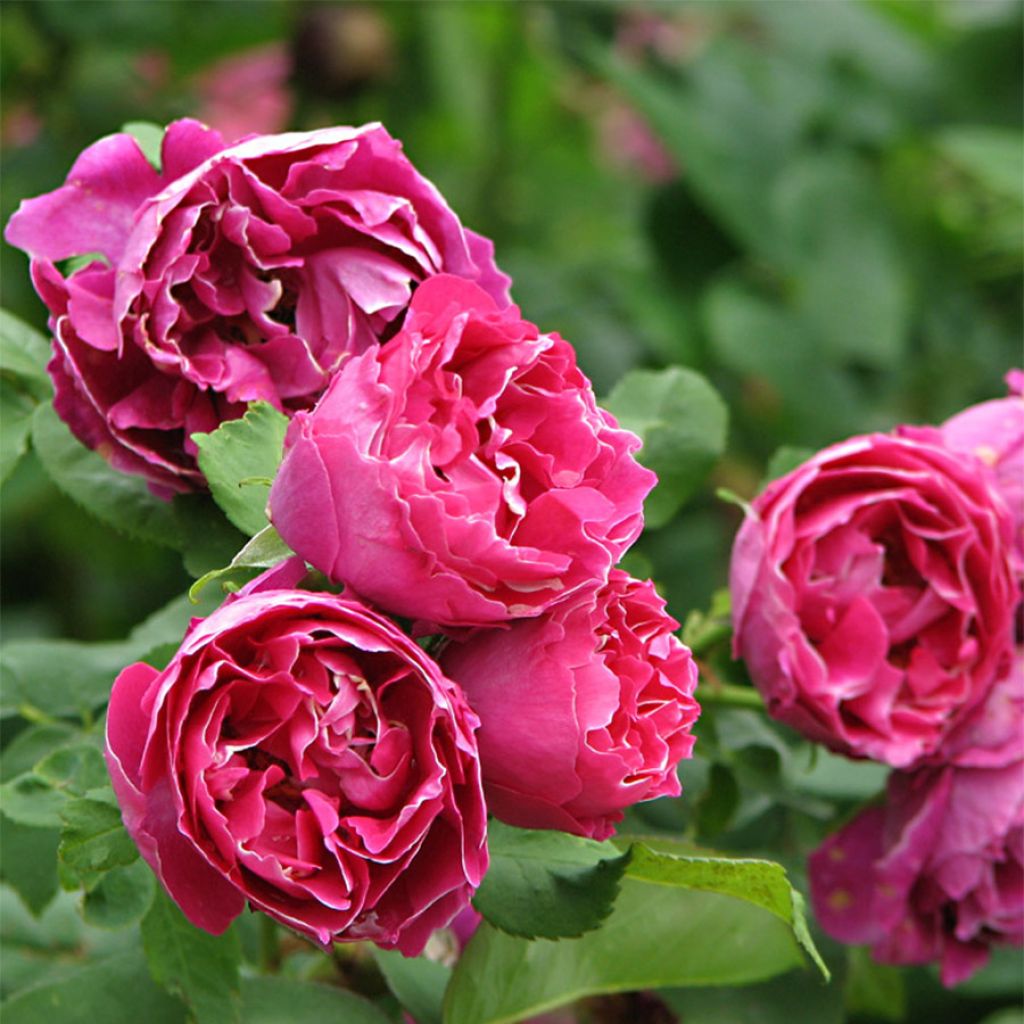 Rosa Baron Girod de l'Ain