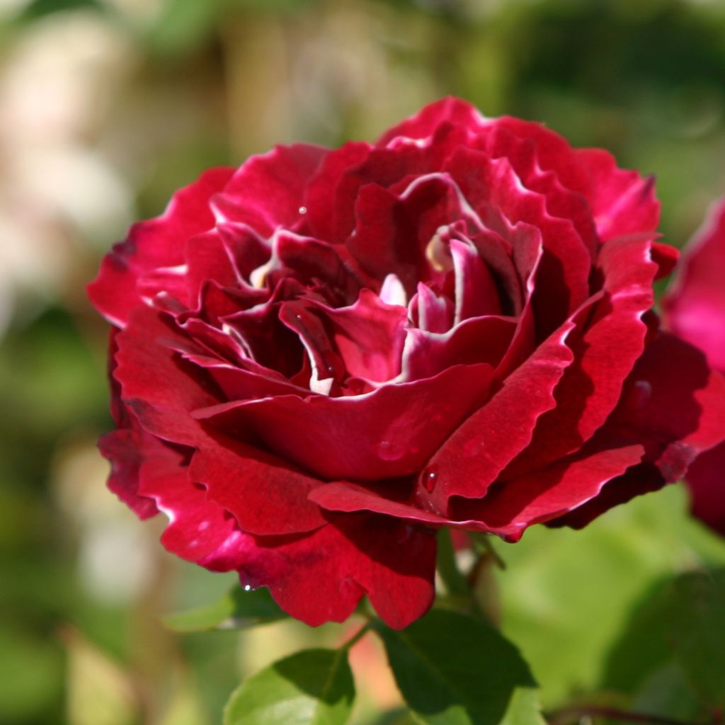 Rosa Baron Girod de l'Ain