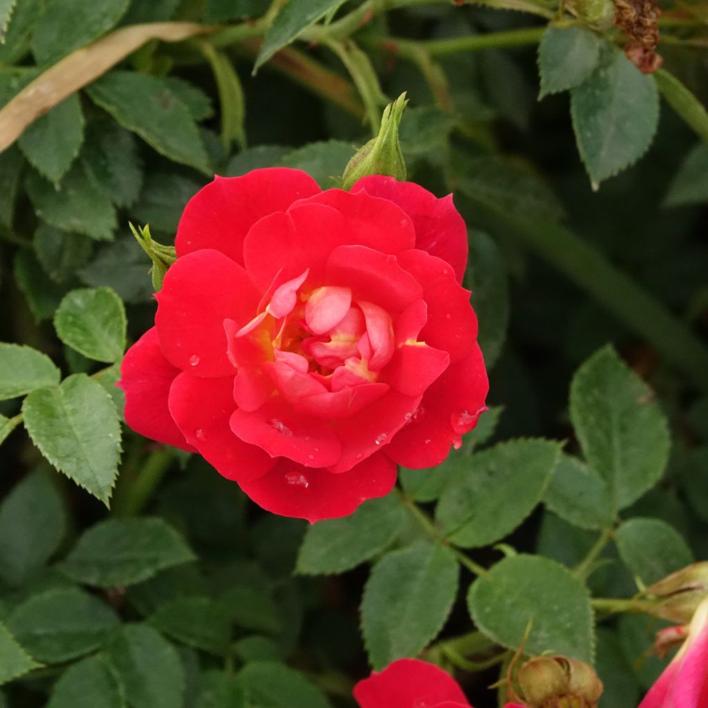 Rosa polyantha Bee's Paradise Light Red