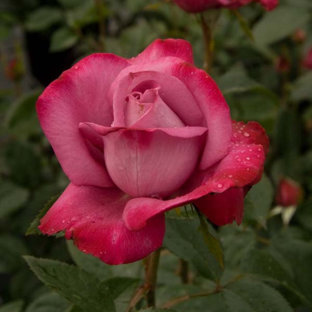 Rosa Blue River - Rose ibrida di tea