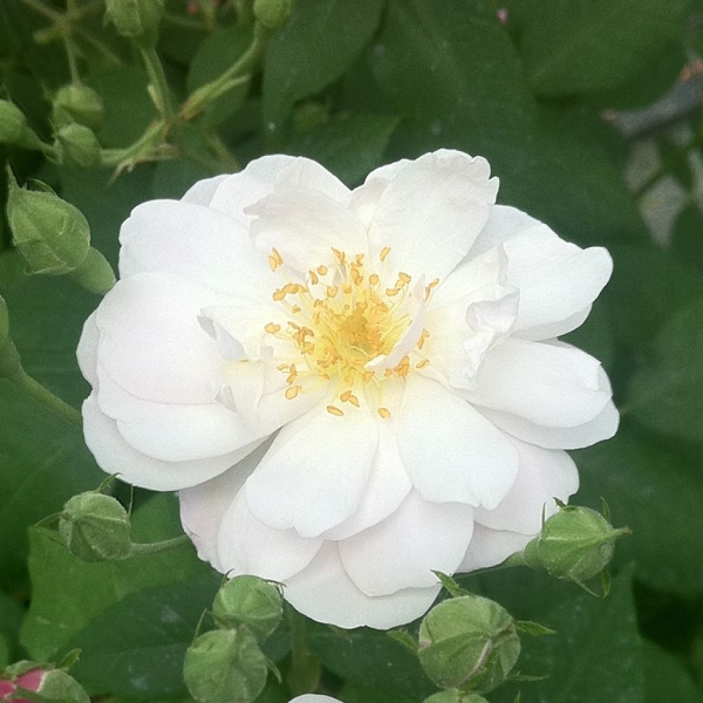 Rosa rampicante Blush Noisette