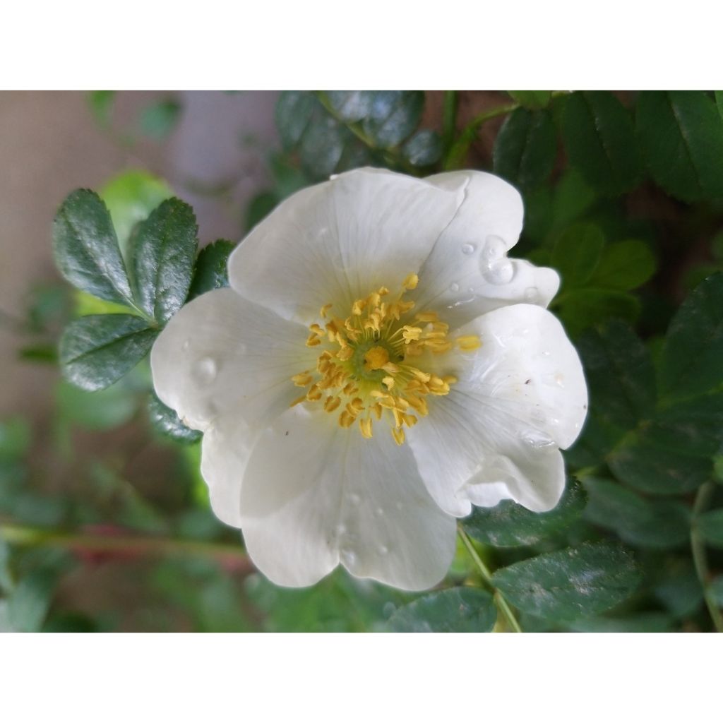 Rosa omeiensis Pteracantha - Rosa botanico