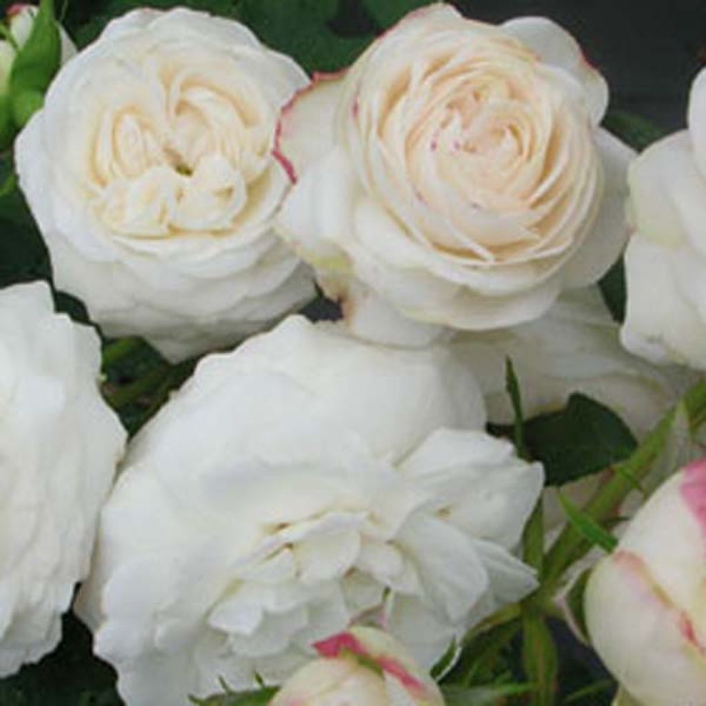 Rosa antica Boule de Neige