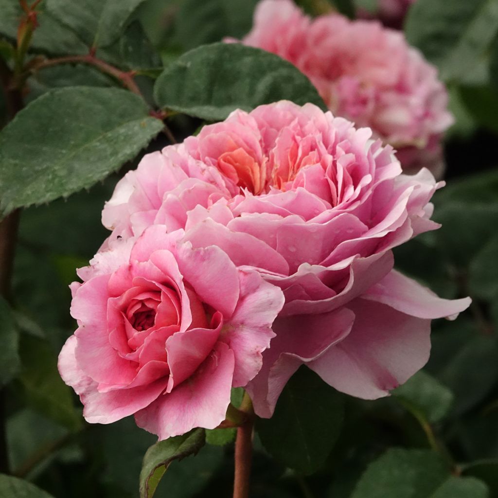 Rosa polyantha Rosier buisson Eisvogel