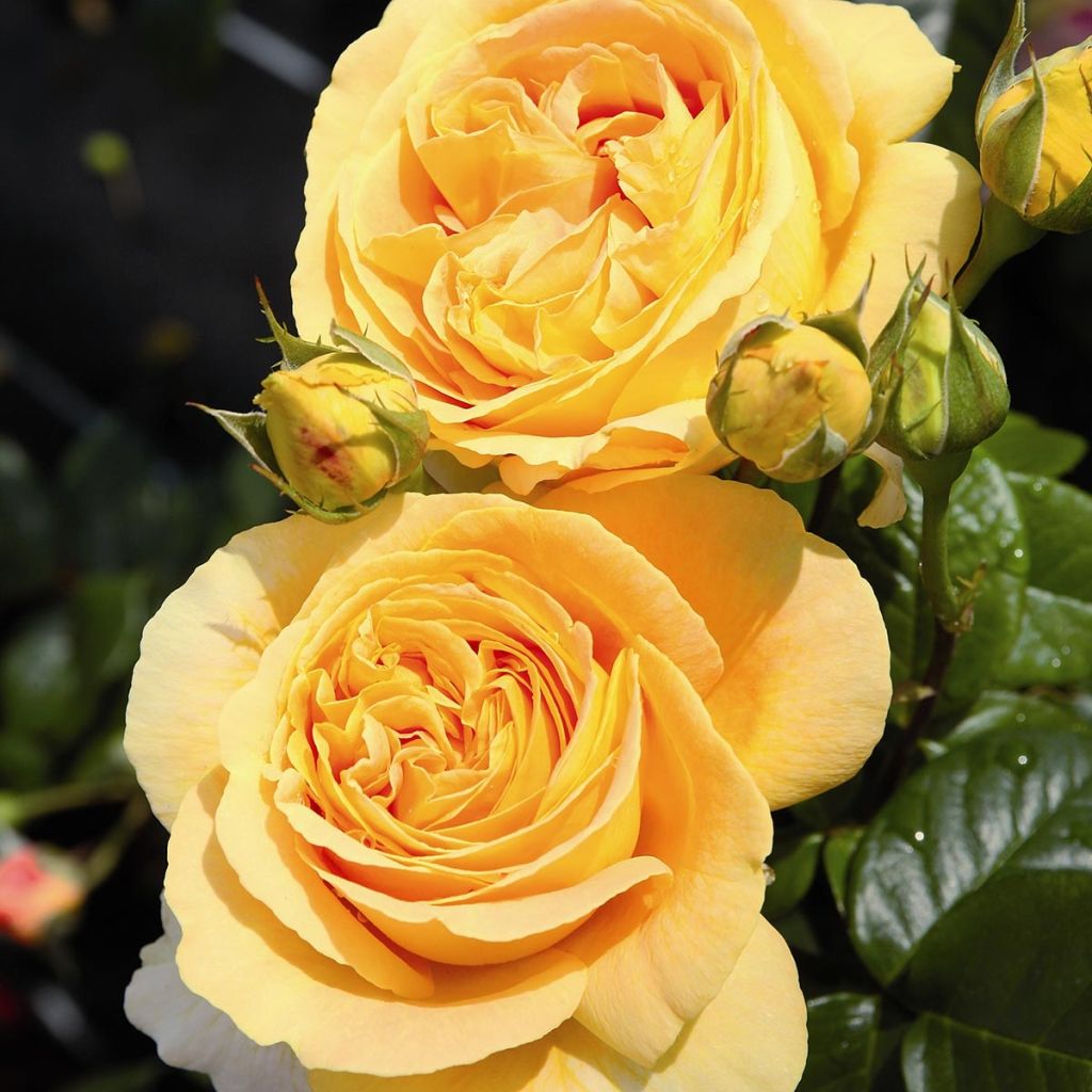 Rosa Candlelight - Rose ibrida di tea