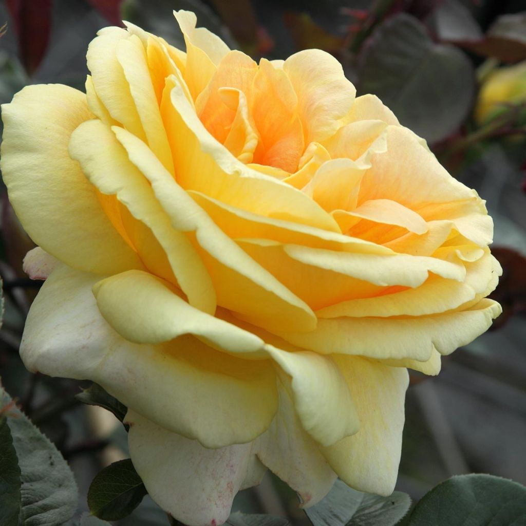 Rosa Candlelight - Rose ibrida di tea