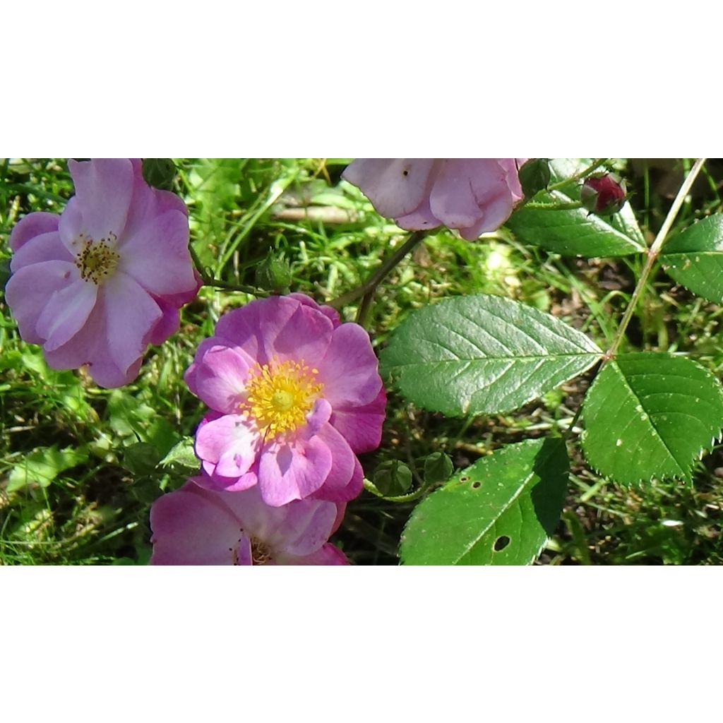 Rosa tappezzante Lavender Dream