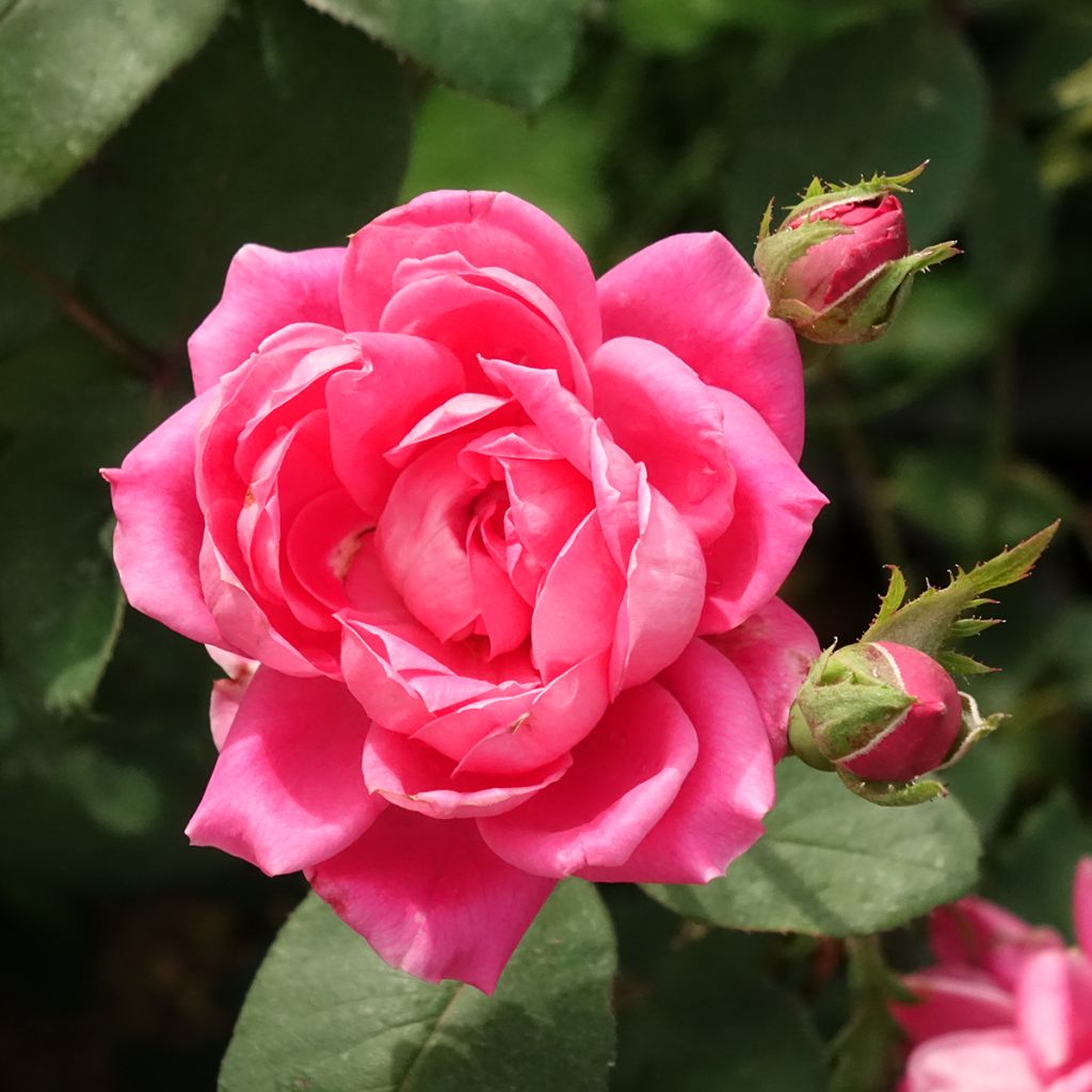 Rosa tappezzante Pink Double Knock Out