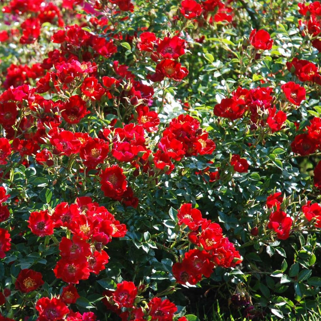 Rosa tappezzante Rouge Cascade