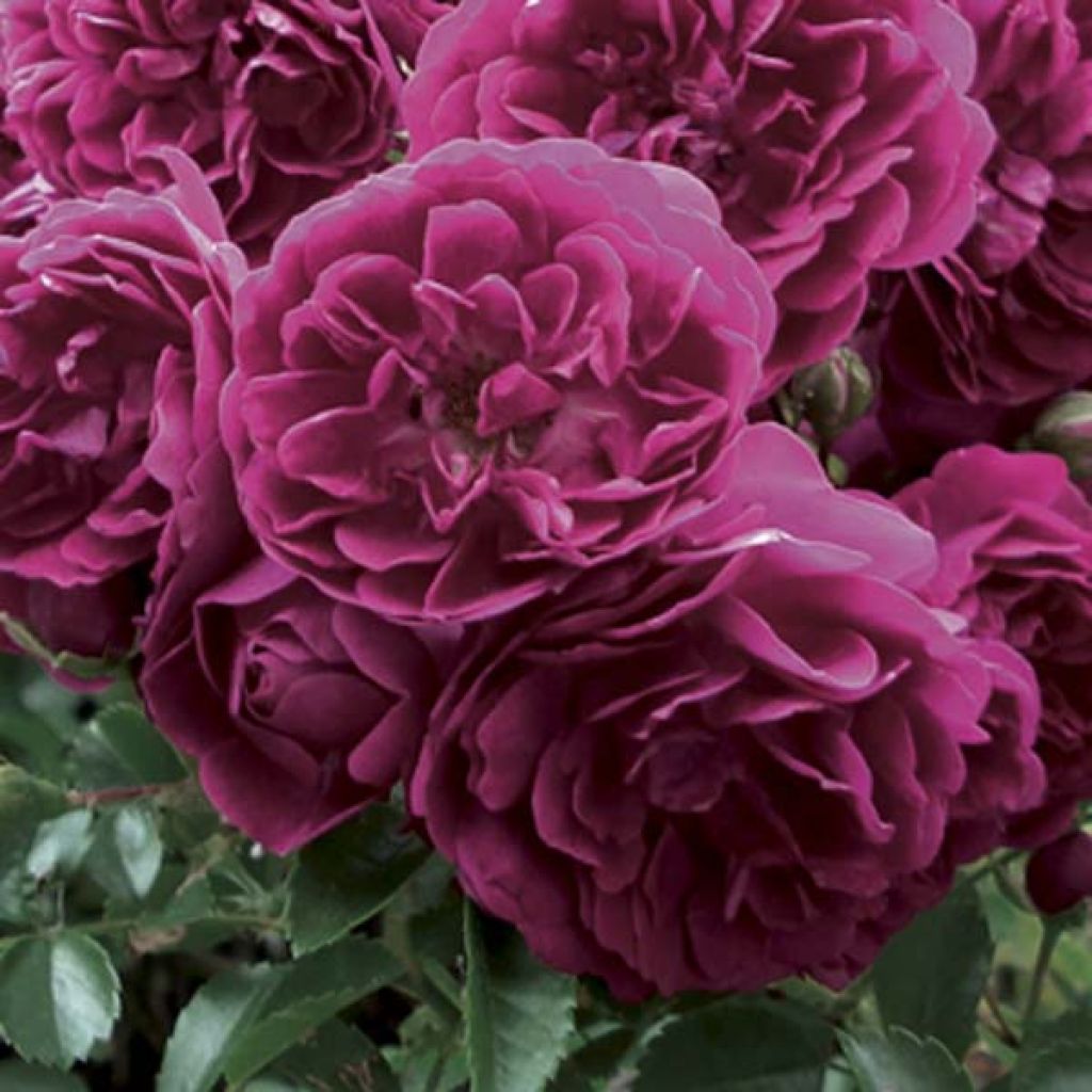 Rosa rampicante Crimson Shower