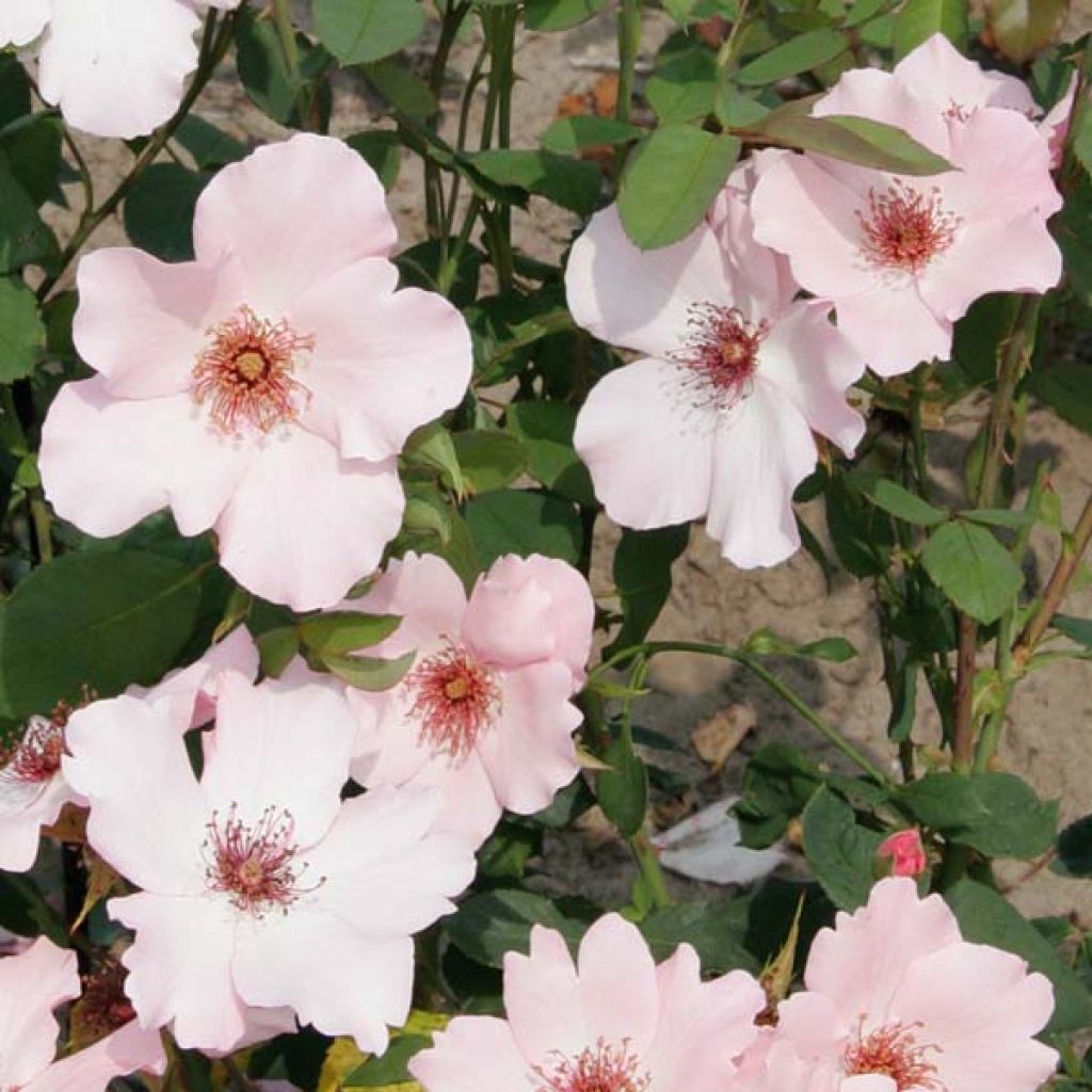 Rosa antica Dainty Bess