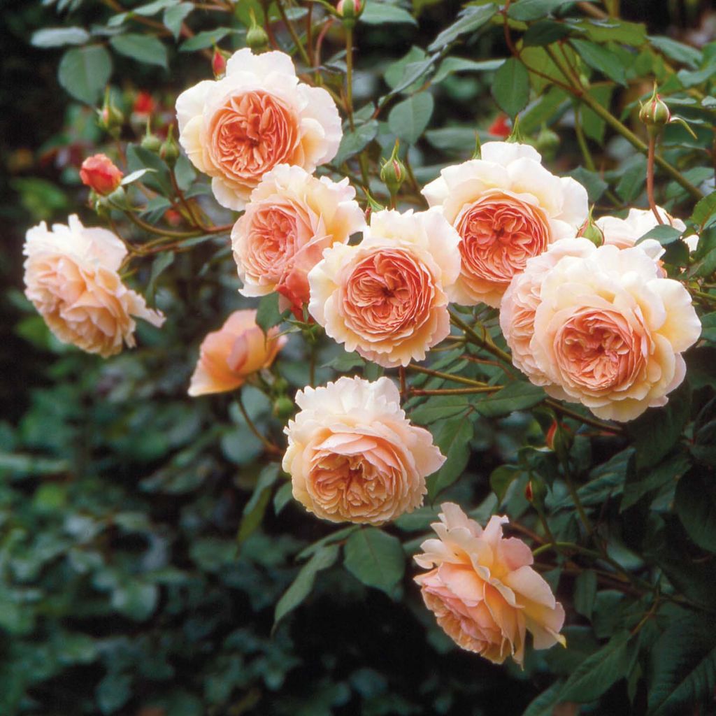 Rosa A Shropshire Lad
