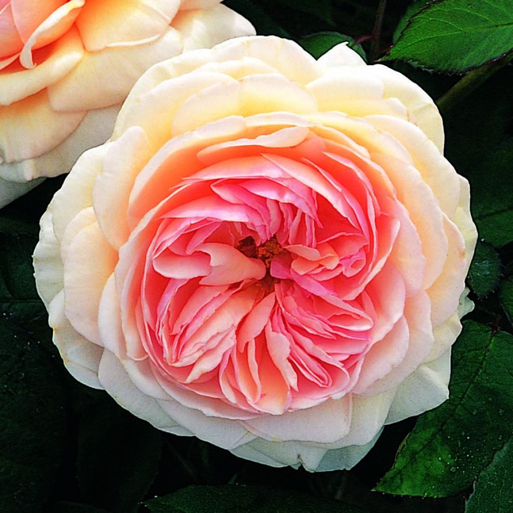 Rosa A Shropshire Lad