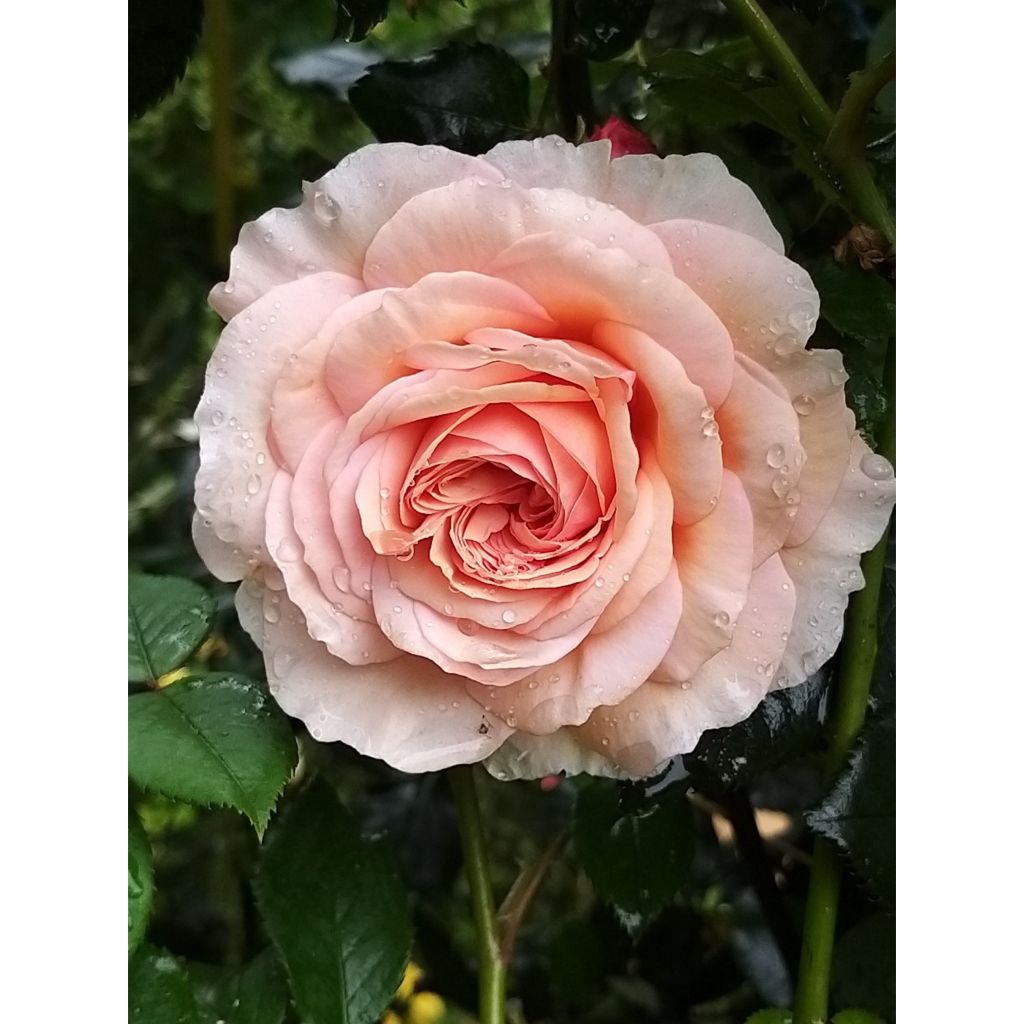 Rosa A Shropshire Lad