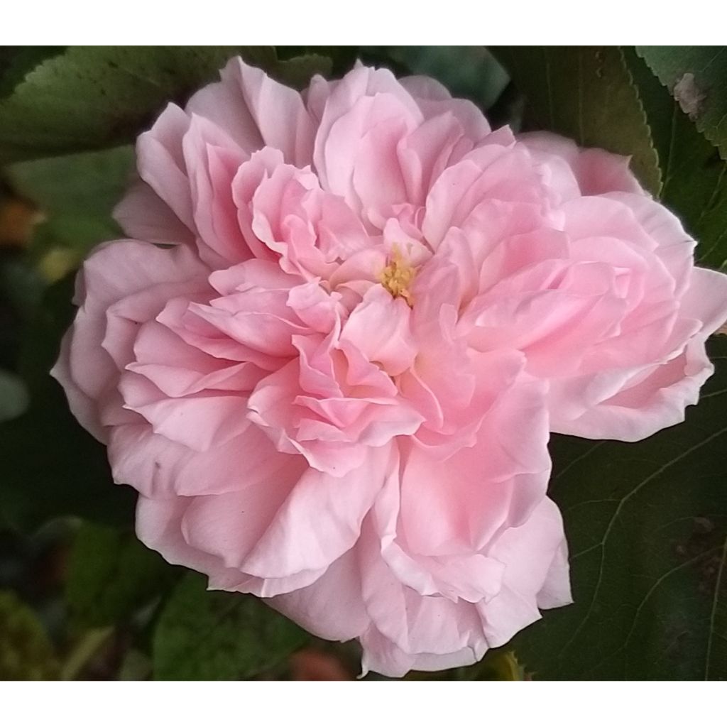 Rosa Eglantyne