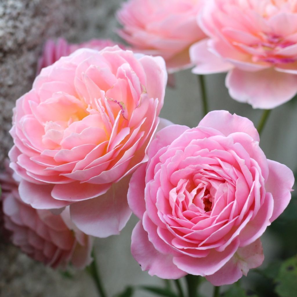 Rosa Jubilee Celebration