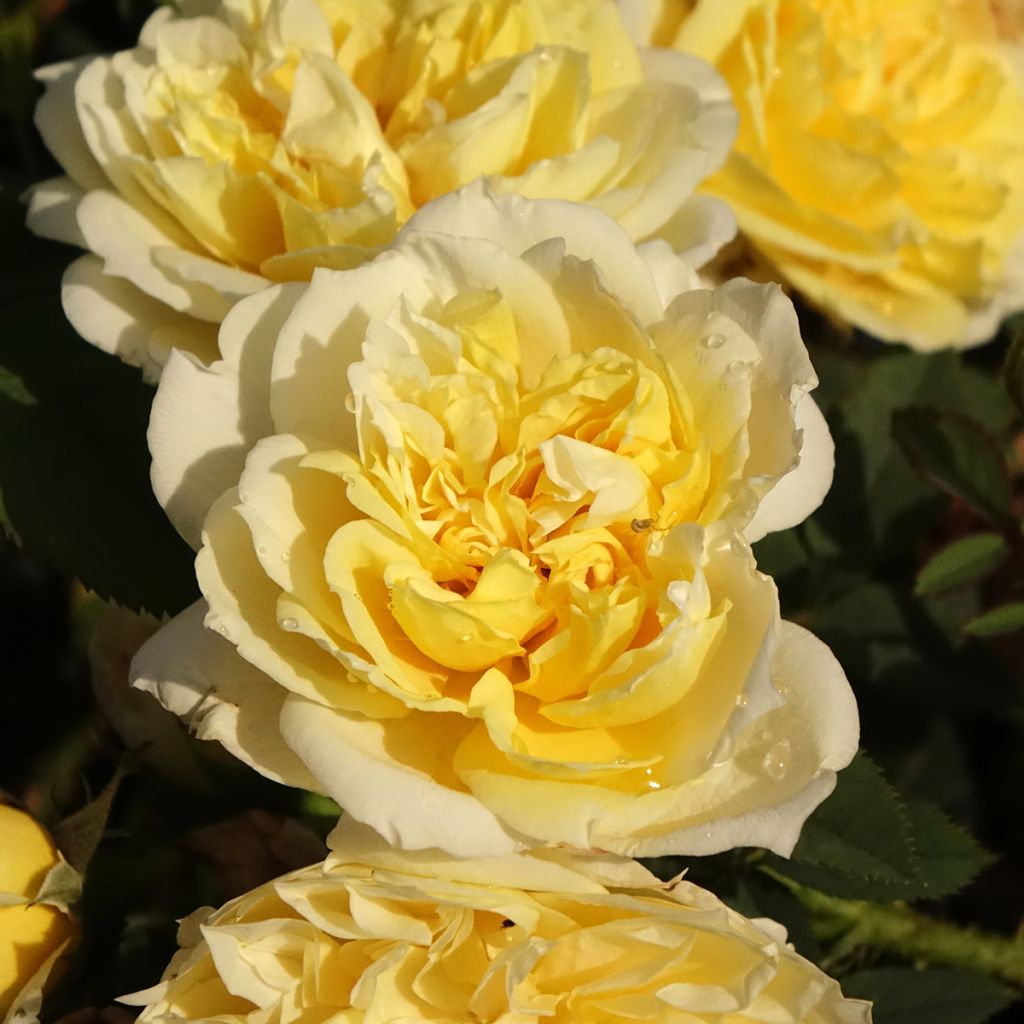 Rosa The Country Parson