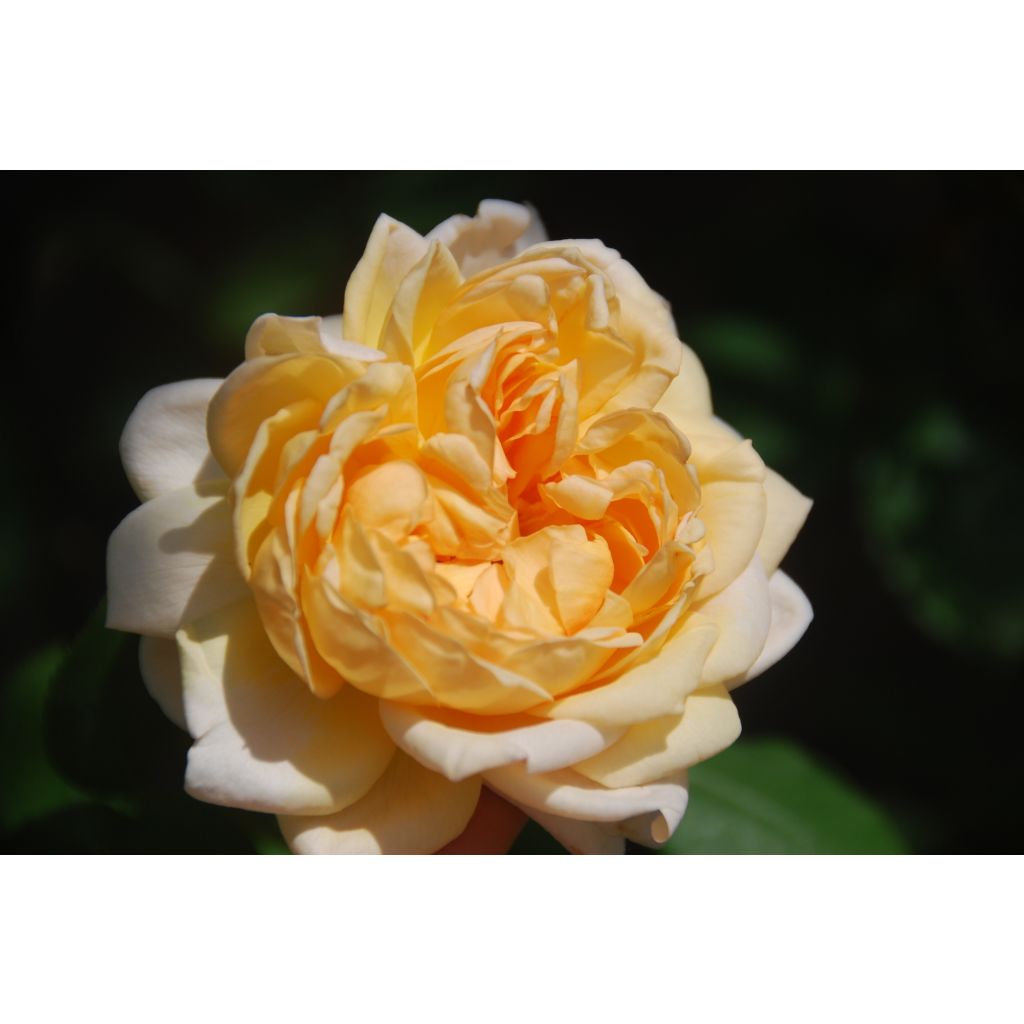 Rosa The Lady Gardener