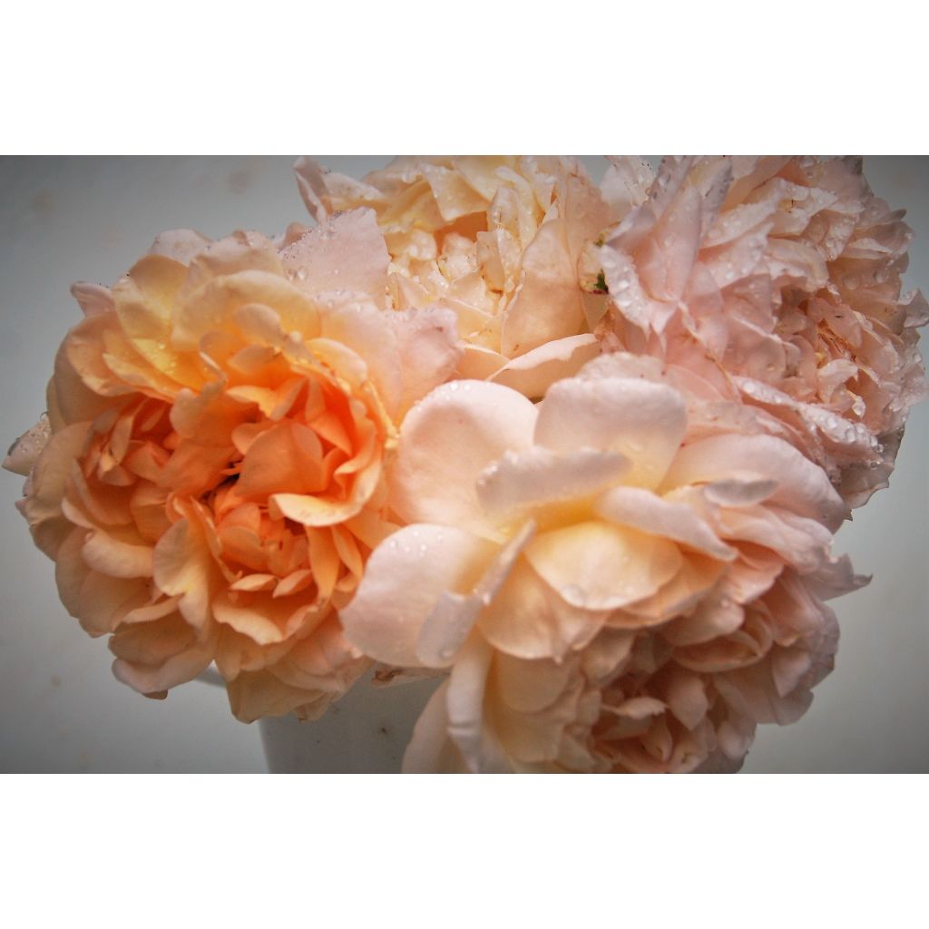 Rosa The Lady Gardener