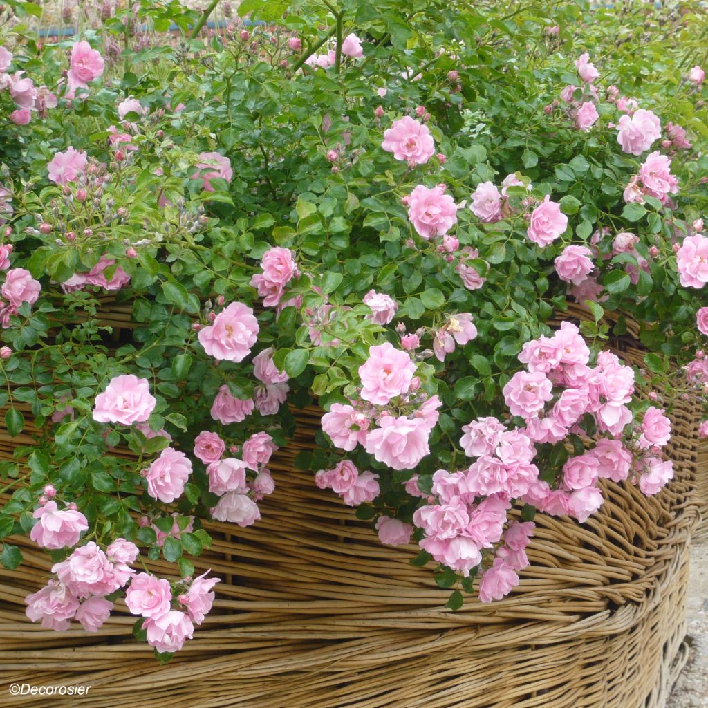 Rosa tappezzante Sommermelodie (NOAmel)