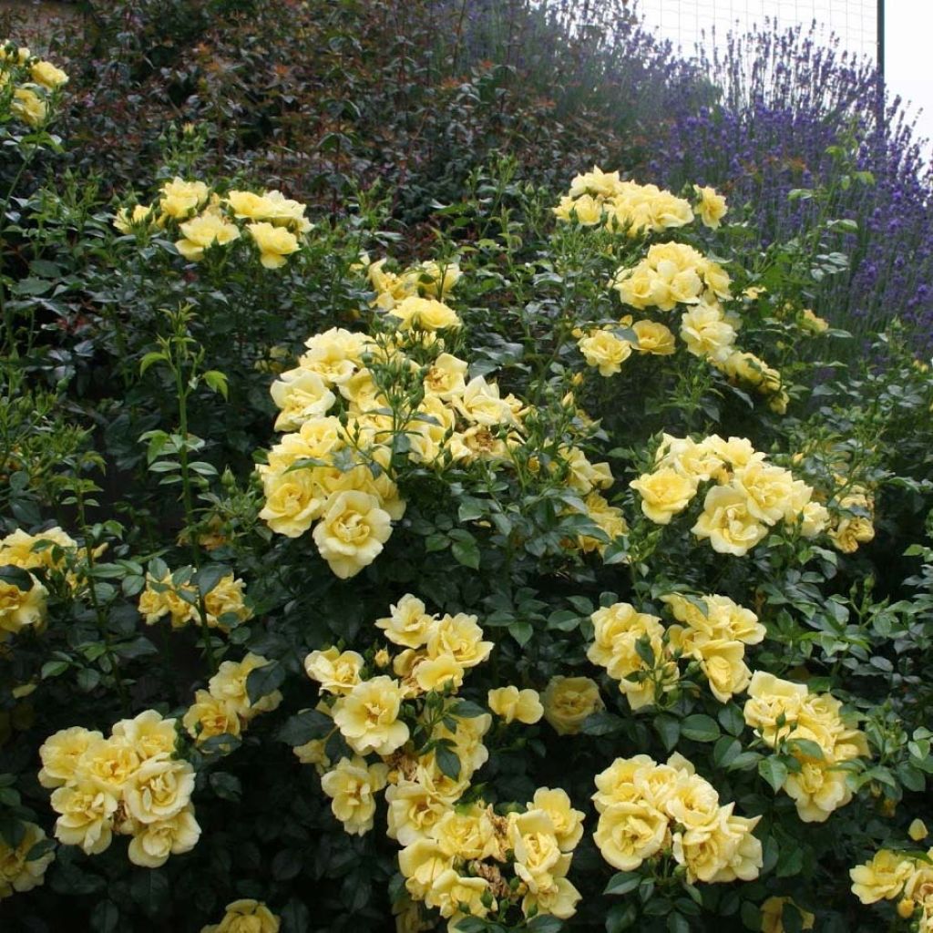 Rosa tappezzante Loredo (NOAlesa)