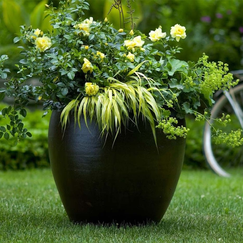 Rosa tappezzante Loredo (NOAlesa)