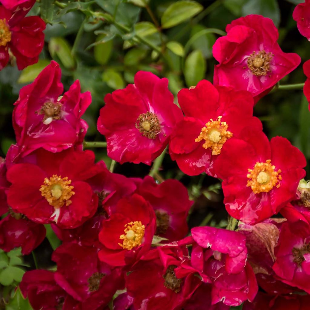 Rosa tappezzante Alcantara (NOAre)