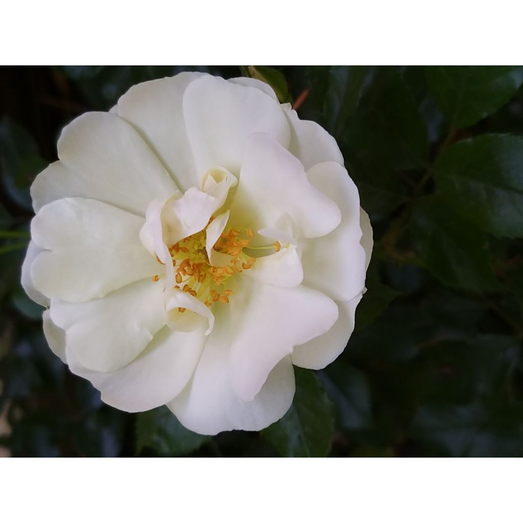 Rosa tappezzante White Flower Carpet (NOAschnee)