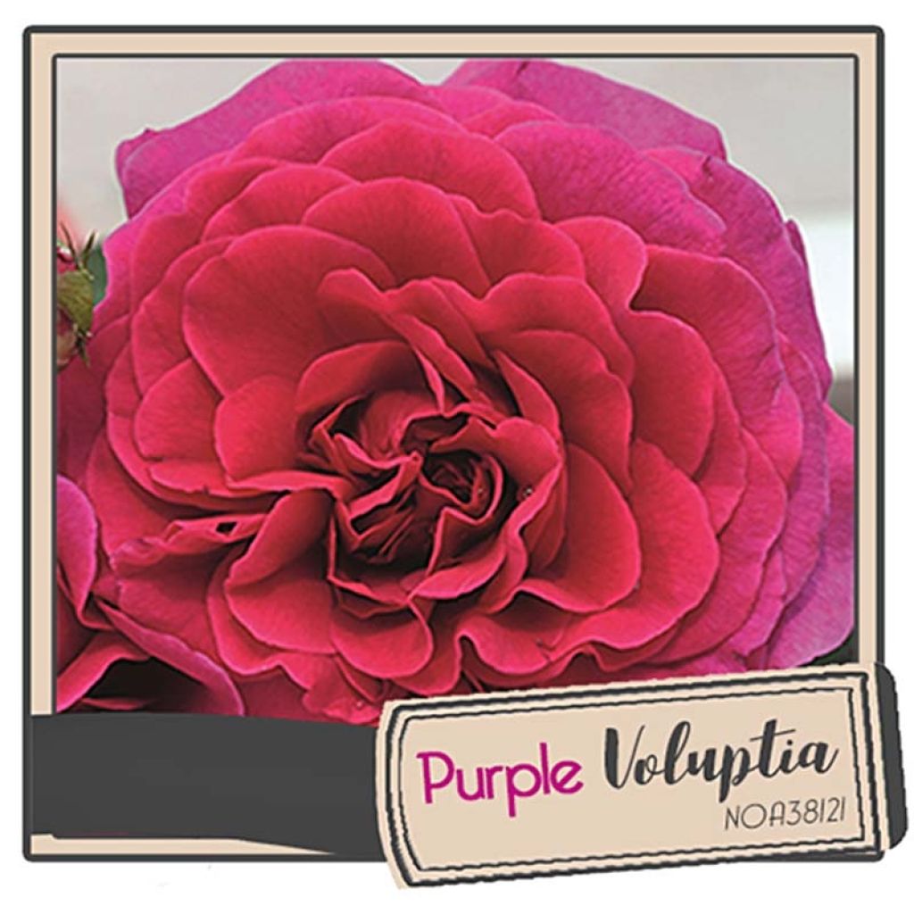 Rosa tappezzante Purple Voluptia