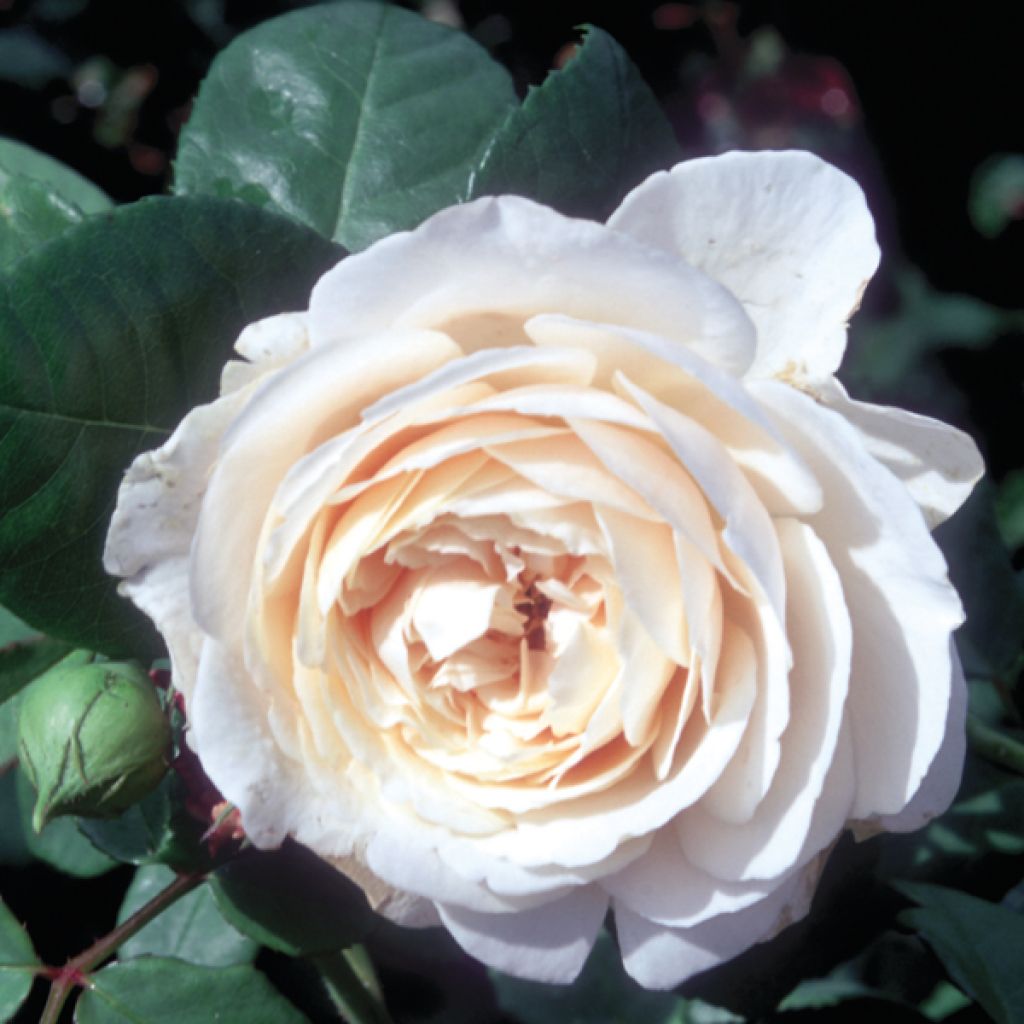 Rosa antica Fragrant old white