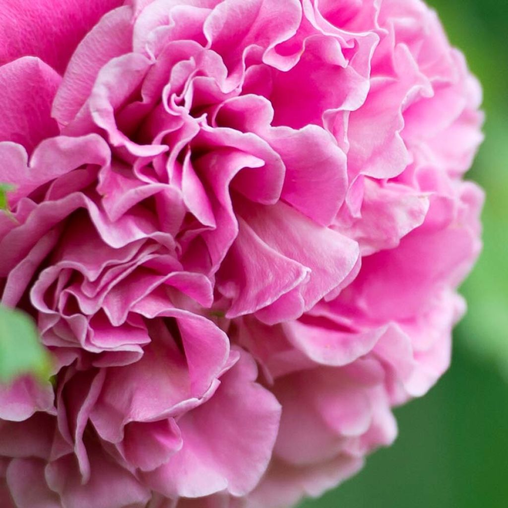 Rosa Generosa Agnès Schilliger