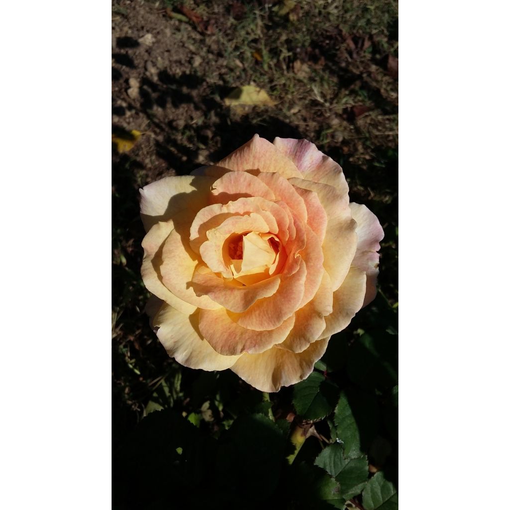 Rosa Generosa Fiona Gelin