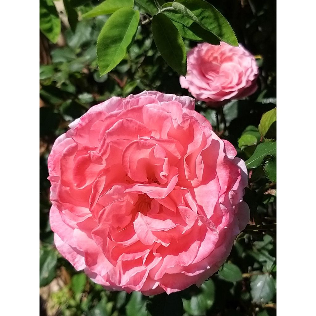 Rosa Generosa Laurent Cabrol