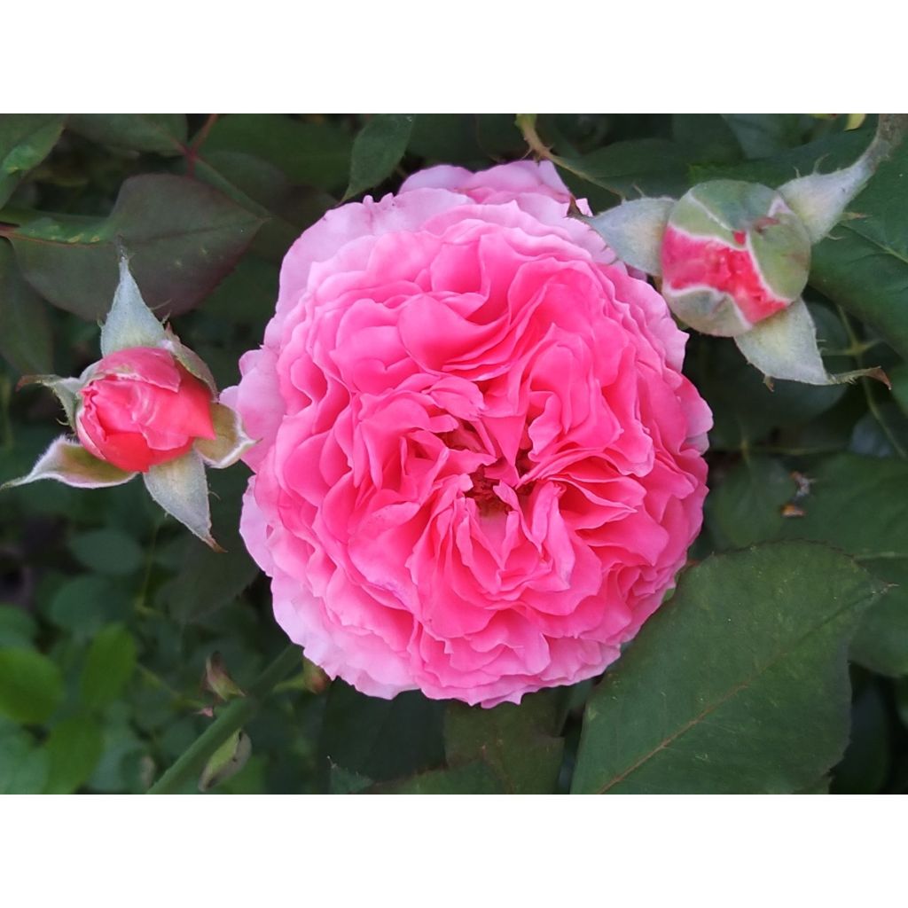 Rosa Generosa Laurent Cabrol
