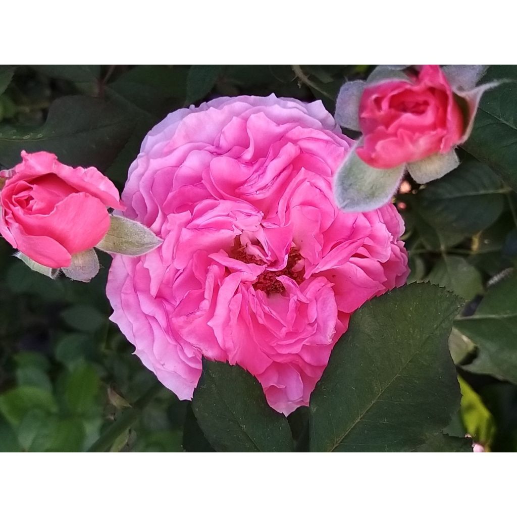 Rosa Generosa Laurent Cabrol