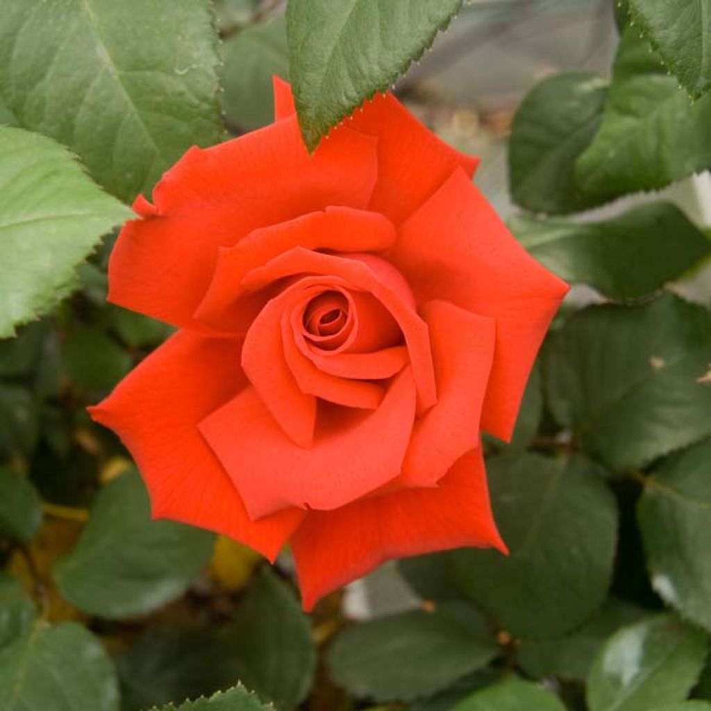 Rosa Grande Amore